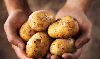 土豆怎样长期保存不发芽 土豆发芽了能吃吗