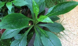 败酱草又叫什么 具有什么功效呢