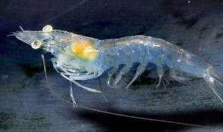 虾最怕什么 虾有哪些天敌