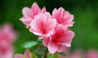 杜鹃花像什么 远看近看有何区别