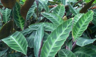 天鹅绒竹芋的养殖方法 它对生态环境的要求比较严格