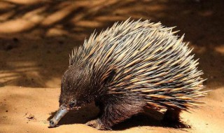 豪猪和刺猬有什么区别 有多少人知道