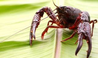 养龙虾新方式 6个技巧教你养龙虾