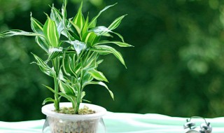 福贵竹叶子发黄怎么办 必须做好这三点