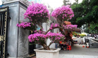 地栽三角梅如何过冬 地栽三角梅过冬做好这四点