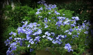 地栽蓝雪花怎么过冬 现在你知道了吗