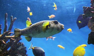 海里河豚有毒吗 为什么？