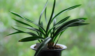 兰花服盆的表现 你知道有哪些吗