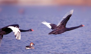 大雁是天鹅吗 下面为大家解答