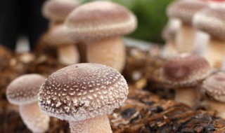 新型的香菇种植技术 如何种植新型的香菇