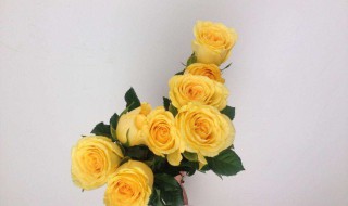 金香玉产地 金香玉介绍