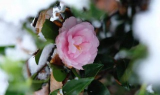 茶梅冬天怎样过冬 什么时候开花