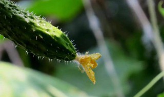 长期吃黄瓜的害处 容易引起腹泻