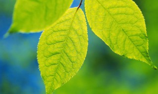 梦见绿色叶子 代表什么意思呢