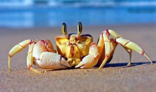 螃蟹的品种有哪些 常见的螃蟹名字是什么