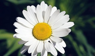 什么是洋甘菊 洋甘菊是植物吗