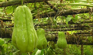 佛手瓜有公母之分吗 可以怎么种植呢