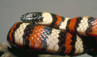 做梦梦到蛇是什么征兆 是吉是凶呢