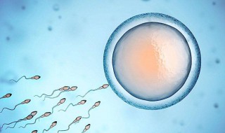 精浆是什么 是由什么组成的