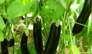 茄子能施尿素吗 茄子该怎么施肥