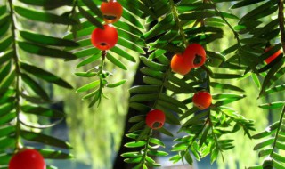 一斤红豆杉泡多少酒 泡酒比例是多少？