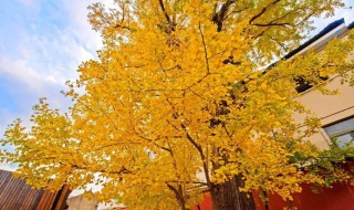 初冬赏银杏叶句子 有哪些语句