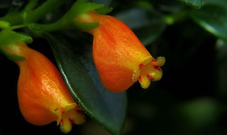 金鱼吊兰叶片能喷水吗 大家要注意了