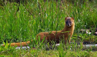 专治黄鼠狼的小妙招 3 个赶走黄鼠狼的方法