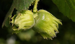 榛子树几年结果 有哪些生长习性呢