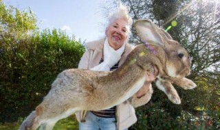 澳洲人为何不吃野兔 因其饮食清淡