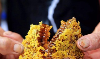 蜂胶怎么采 给大家介绍一下