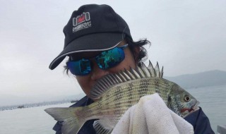 生蚝肉钓黑鲷技巧 轻松就钓到鱼了