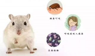 鼠疫如何预防 4个方法教你如何预防鼠疫