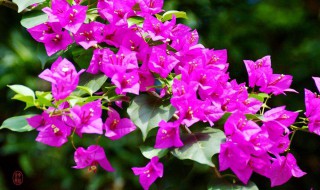 三角梅提根方法 如何将三角梅盆景提根