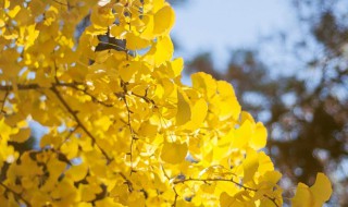 秋天银杏语录 银杏是最美秋色的代表