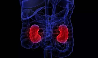 怎么补肾脾 大家不妨了解一下