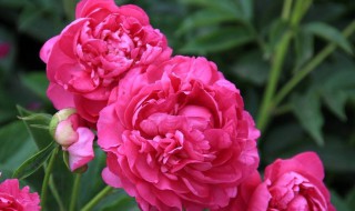 牡丹和芍药的区别 三个不同点让你一眼分辨牡丹和芍药