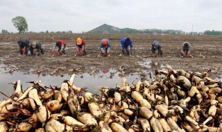 莲藕的种植方法 其实很简单