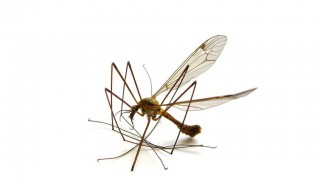 梦见很多蚊子围着我 什么意思