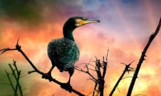 鹜和骛的区别 中国汉字的多彩之处