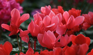 仙客来怎么换盆 培养土要怎样