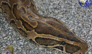 男人做梦梦到蛇好吗 男人梦见蛇缠身预示什么