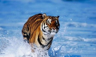 属牛和属虎的一生婚姻 女属牛和男属虎的婚姻怎么样