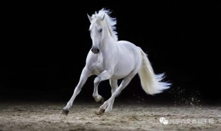 78年的马是什么命 1978年属马人终身的三大坎