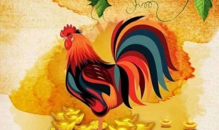 1981属鸡几月出生好 这月出生的鸡是怎样的