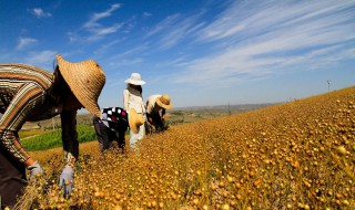 三农是指哪些内容 三农的介绍
