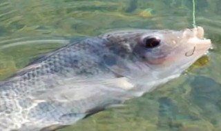 怎么钓罗非鱼 钓鱼方法揭秘