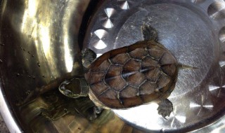 捡到乌龟吉利吗 是否吉利解释