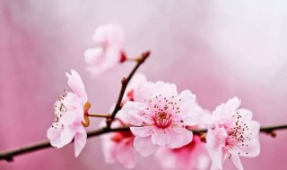 属蛇的2020年桃花 运程推算