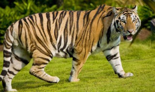 1998属虎的人是什么命 1998属虎的人的一生会经历什么